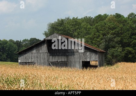 Ancienne grange en bois au milieu d'un champ de maïs Tennesse USA Banque D'Images