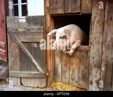 DE - BADEN Württemberg : 'je suis une célébrité sortez-moi d'ici' ou Haellisches Landschwein au Musée en plein air situé à Neuhausen ob Eck Banque D'Images