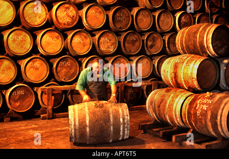 Campo Viejo Cave à Vin barils Cask Espagne winery Banque D'Images