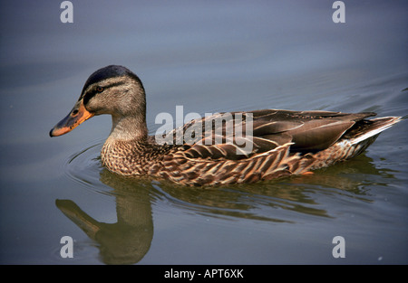 Le Canard chipeau Anas strepera femme Banque D'Images