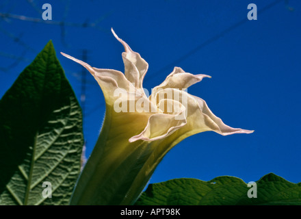 Datura Brugmansia blanc rosé forme inhabituelle détachée contre un ciel bleu Banque D'Images