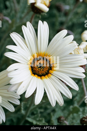 Gazania corolle blanche avec des anneaux centrée à jaune doré et ambre noir Banque D'Images