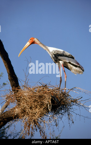 Cigogne peinte sur son nid Mycteria leucocephala Bharatpur Inde Banque D'Images