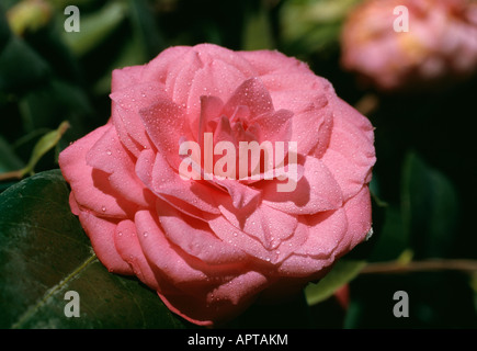 Rose camélia sophistiquée avec des gouttes de rosée ajoutée élégante parfaite Banque D'Images