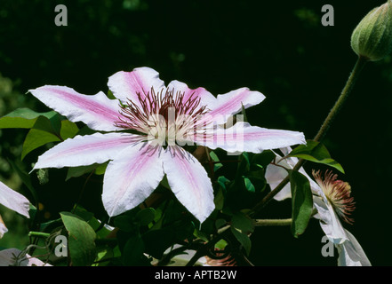 Clématite Nelly Moser mauve blanc une jolie star invitée dans votre jardin Banque D'Images