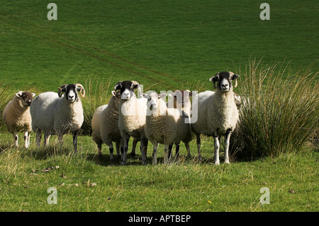 Swaledale brebis dans les pâturages avec Texel, père des agneaux à pied Wenslydale Yorkshire Banque D'Images