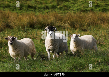 Swaledale brebis dans les pâturages avec Texel, père des agneaux à pied Wenslydale Yorkshire Banque D'Images