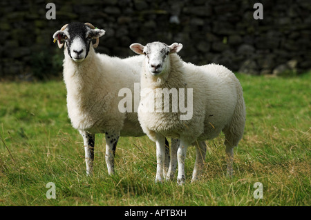 Swaledale brebis dans les pâturages avec Texel, père des agneaux à pied Wenslydale Yorkshire Banque D'Images