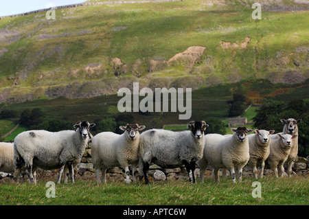 Swaledale brebis dans les pâturages avec Texel, père des agneaux à pied Wenslydale Yorkshire Banque D'Images