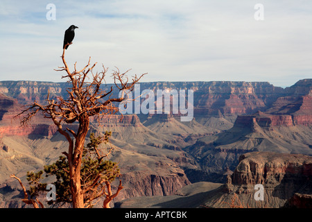 RAVEN ASSIS SUR UN PIN À CEDAR RIDGE SUR SOUTH KAIBAB TRAIL À GRAND CANYON NATIONAL PARK ARIZONA USA Banque D'Images