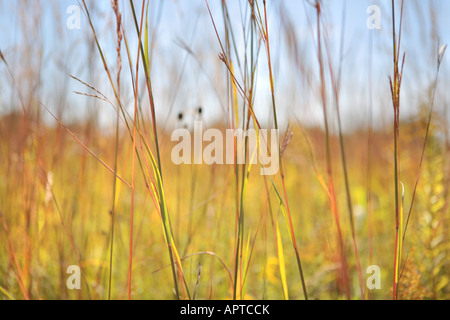 Les herbes des prairies au début de l'AUTOMNE DANS LE NORD DE L'ILLINOIS USA MIDWEST Banque D'Images