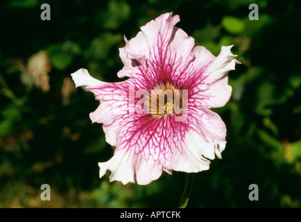 Pétunia blanc avec des nervures violettes exubérante beauté Banque D'Images