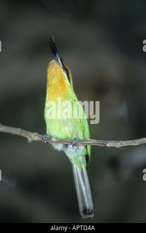 Une Boehm s bee eater assis sur une branche dans le Parc National de Liwonde Malawi Banque D'Images