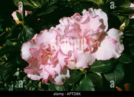 Rhododendron azalée rose tendre feminine amélioré avec un edgin violet Banque D'Images