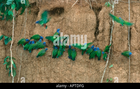 Pionus menstruus Blue tête Banque D'Images