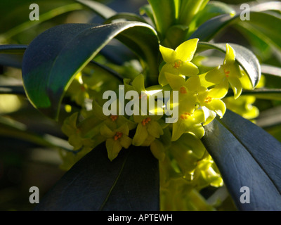 Éperon (Daphne laureola subsp. Laureola) Banque D'Images