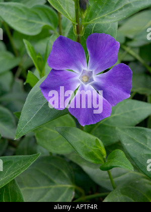 Pervenche (vinca difformis intermédiaires) Banque D'Images