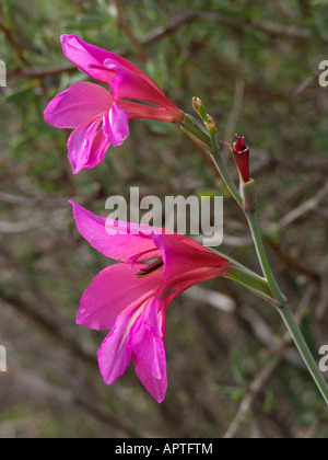 Glaïeul (gladiolus illyricus sauvages) Banque D'Images