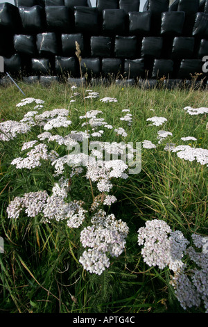 Balles emballés sous film rétractable en polyéthylène noir boucage saxifrage fleurs en premier plan Banque D'Images