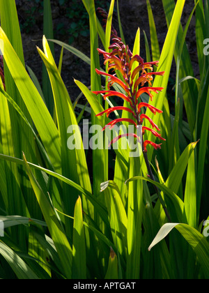 Chasmanthe floribunda lily (cobra) Banque D'Images