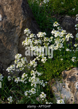 La diffusion de l'Arabis procurrens rock (Cresson) Banque D'Images