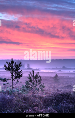 Lever de soleil sur la crête de Holmsley Nouvelle Forêt Hampshire UK Banque D'Images