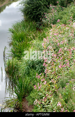 IMPATIENS GLANDULIFERA BALSAMINE DE L'HIMALAYA EST UNE DES MAUVAISES HERBES INTRODUITES PRÉSENTÉE ICI SUR LES RIVES DE LA RIVIÈRE d'anthracite dans le Devon Banque D'Images