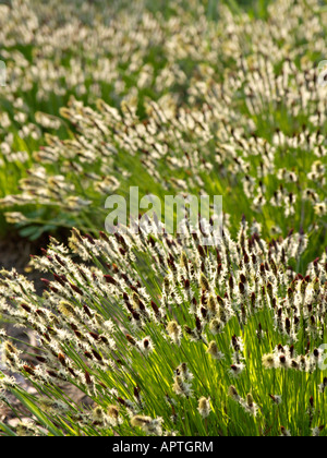 Mountain (carex montana) Banque D'Images