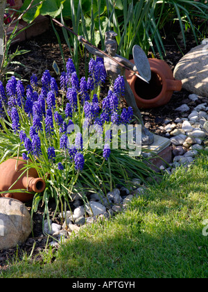 Muscaris d'Arménie (Muscari armeniacum) Banque D'Images