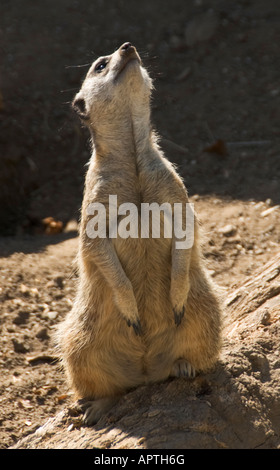 Le zoo de Santa Barbara en Californie queue mince Meerkat Suricata suricatta Banque D'Images