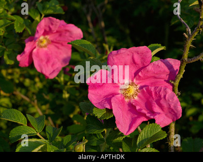 Japanese rose (Rosa rugosa) Banque D'Images