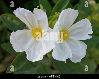 Rock Rose albanaise (cistus albanicus) Banque D'Images