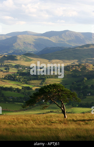 Sur le grand arbre de pin Mell Fell, Lake District, UK Banque D'Images