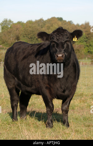 Aberdeen Angus cattle in field au début de l'automne Cumbria Banque D'Images