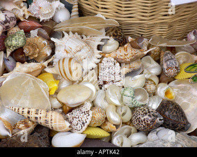 Flower Show Tatton paniers de coquillages de mer et autres créatures de mer à vendre Banque D'Images