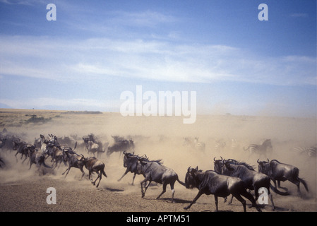 Gnous galopant pendant la migration annuelle dans le Masai Mara National Reserve Kenya Afrique de l'Est Banque D'Images