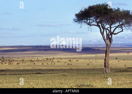 Arbre généalogique de balanites ancien paysage de savane avec des animaux de la réserve nationale de Masai Mara au Kenya Afrique de l'Est Banque D'Images