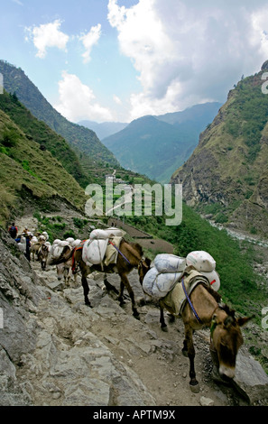 Les mules transportant des provisions. Près de Tatopani village. Circuit de l'Annapurna trek. Le Népal Banque D'Images