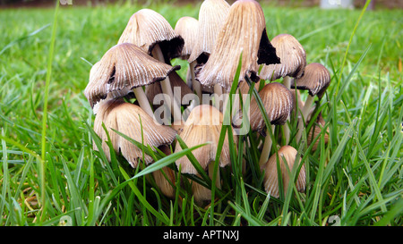 Petit bouquet de champignons trouvés en octobre à Norfolk, Angleterre,scratby,uk. Banque D'Images