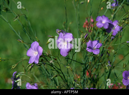 Linum perenne blue slender une prairie ensoleillée en été Banque D'Images