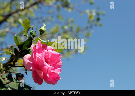 Rose Rose en pleine floraison Banque D'Images