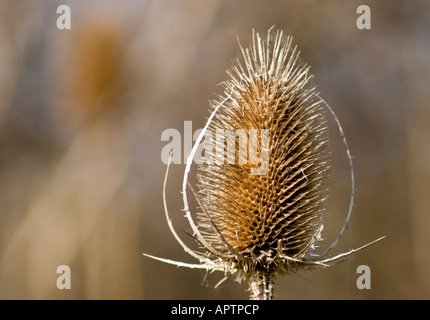 Dipsacus fullonum Cardère,Head Banque D'Images