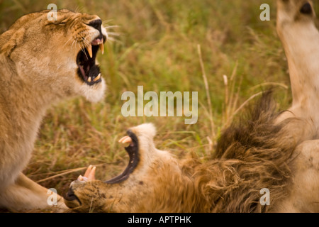 Lionne attaquant un homme lion, pour protéger son petit de l'homme (infanticide) ; réserve de Masai Mara, Kenya, Afrique de l'Est. Banque D'Images