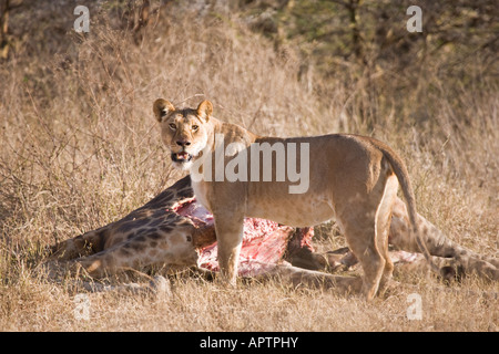 Lion (Panthera leo) se nourrit d'une girafe ; tuer, Ndutu Ngorongoro Conservation Area (près de Serengeti), Tanzanie, Afrique de l'Est. Banque D'Images