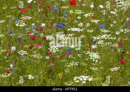 Rond-point planté de fleurs sauvages et des mauvaises herbes arables prairie sauvage mélange de semences pour attirer la faune Corncockle marigold pavot Banque D'Images