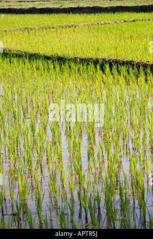 Oryza sativa. Les plants de riz dans une rizière inondée au coucher du soleil dans la campagne de l'Inde rurale. L'Andhra Pradesh, Inde Banque D'Images