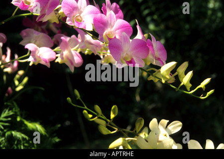 Chine Shanghai orchidée orchidées fleurs botanique Jardin Chinois bio Banque D'Images