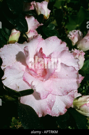 Rhododendron azalée rose tendre feminine amélioré avec un liseré violet Banque D'Images