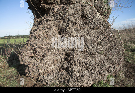 Le peuplier noir Anglais native tree Populus nigra, Butley, Suffolk, Angleterre close up de l'écorce et le tronc Banque D'Images