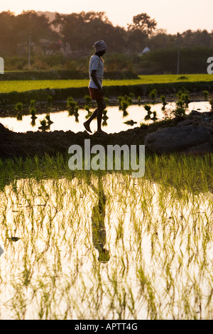 L'homme de l'Inde rurale avec réflexion marcher dans une rizière dans la campagne indienne. L'Andhra Pradesh, Inde Banque D'Images